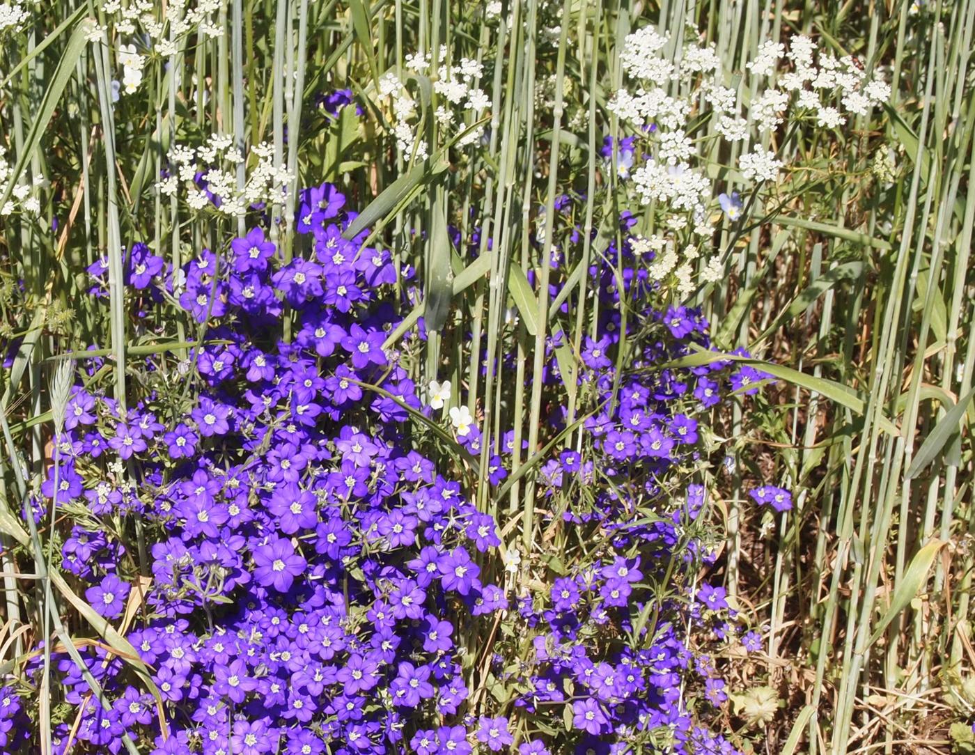 Shepherd's Needle plant